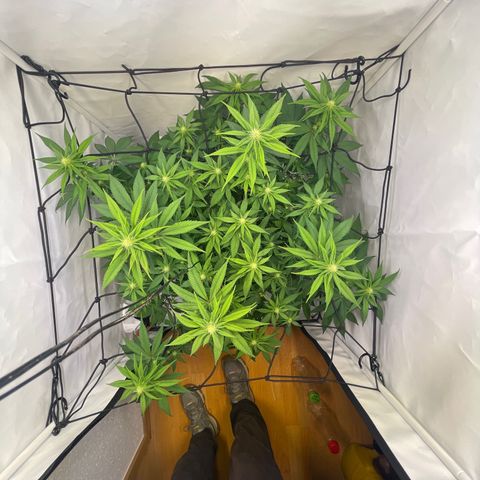 Waltraut growlog timeline photo