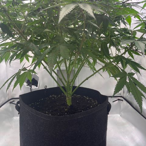 Waltraut growlog timeline photo