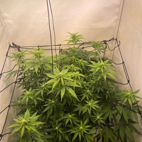 Waltraut growlog timeline photo