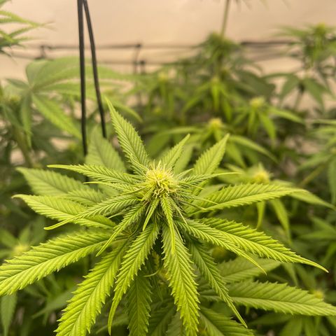 Waltraut growlog timeline photo