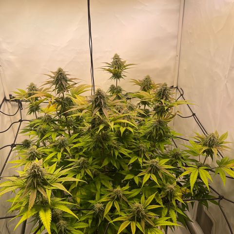 Waltraut growlog timeline photo
