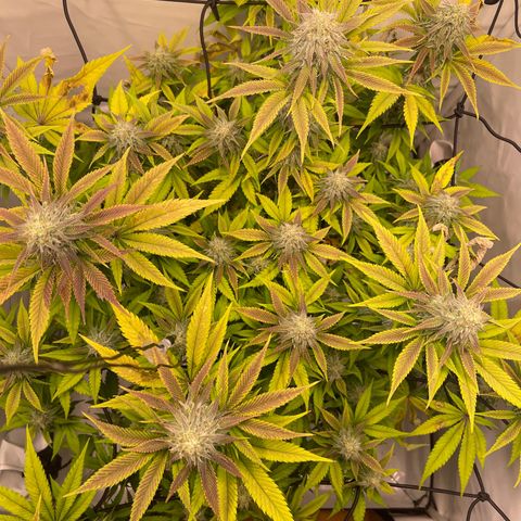 Waltraut growlog timeline photo