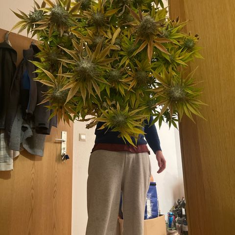 Waltraut growlog timeline photo