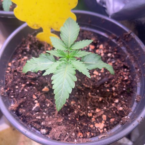 Runtz 9/25 growlog timeline photo