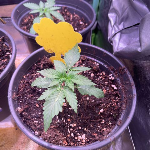 Runtz 9/25 growlog timeline photo