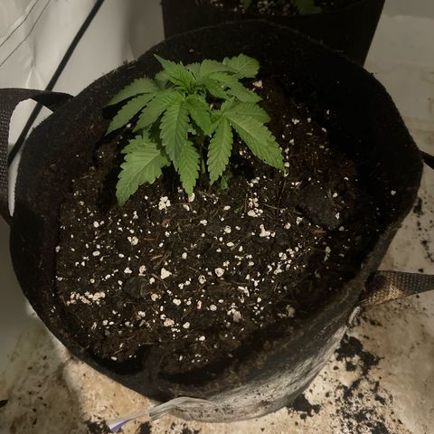 Runtz 9/25 growlog timeline photo