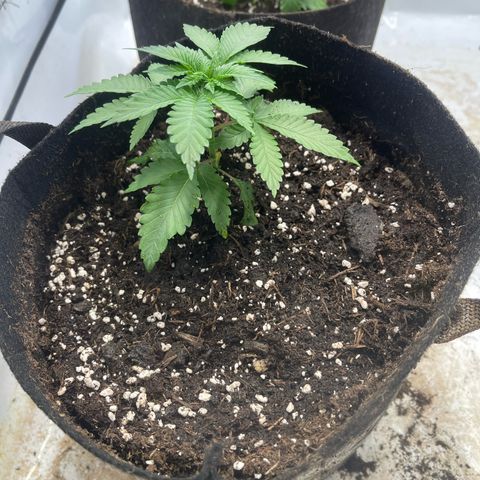 Runtz 9/25 growlog timeline photo