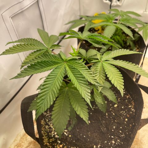 Runtz 9/25 growlog timeline photo