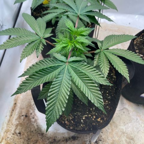Runtz 9/25 growlog timeline photo