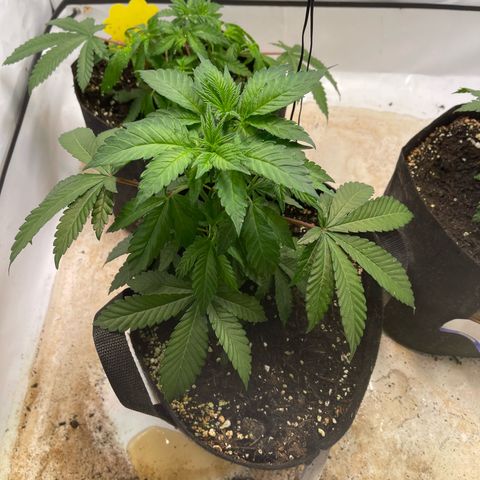 Runtz 9/25 growlog timeline photo
