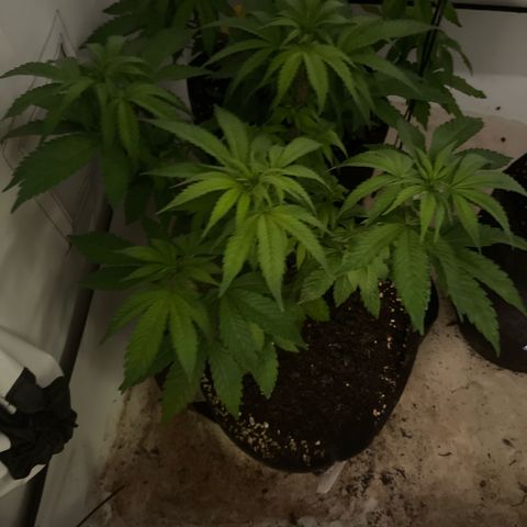 Runtz 9/25 growlog timeline photo
