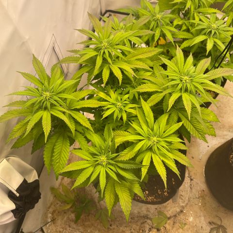 Runtz 9/25 growlog timeline photo