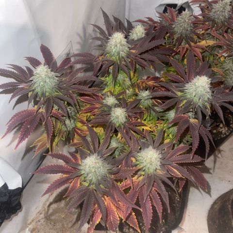 Runtz 9/25 growlog timeline photo
