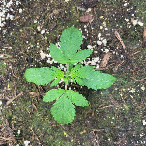 Zookies 🚗 5/26 growlog timeline photo