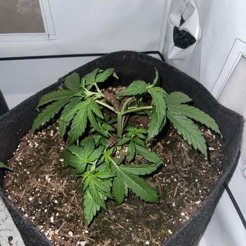 Zookies 🚗 5/26 growlog timeline photo