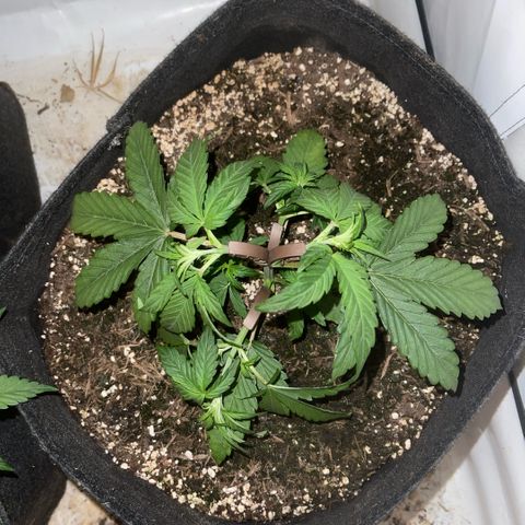 Zookies 🚗 5/26 growlog timeline photo