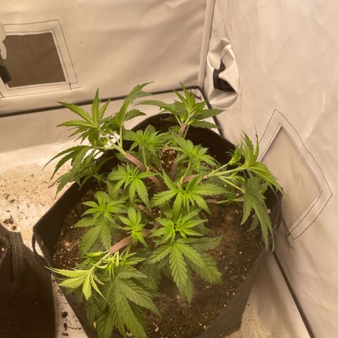 Zookies 🚗 5/26 growlog timeline photo