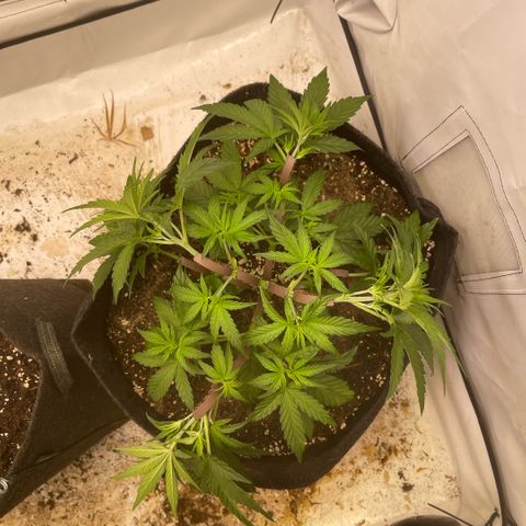 Zookies 🚗 5/26 growlog timeline photo