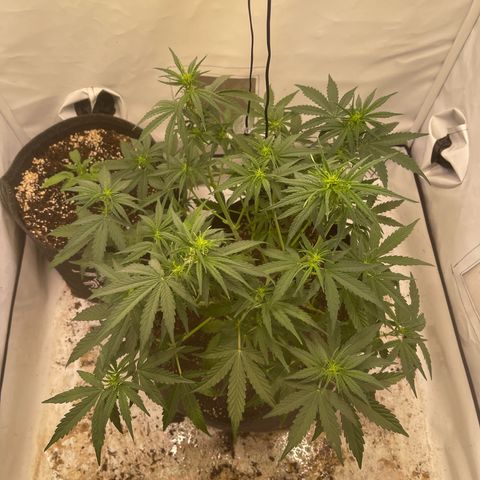 Zookies 🚗 5/26 growlog timeline photo