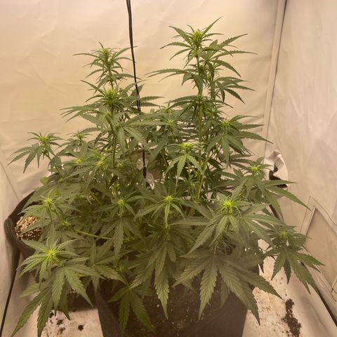 Zookies 🚗 5/26 growlog timeline photo