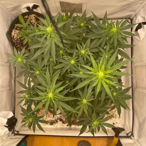 Zookies 🚗 5/26 growlog timeline photo