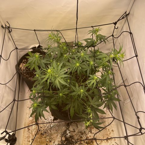 Zookies 🚗 5/26 growlog timeline photo