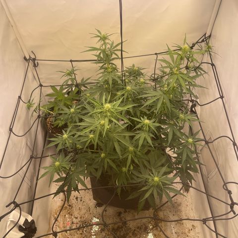 Zookies 🚗 5/26 growlog timeline photo