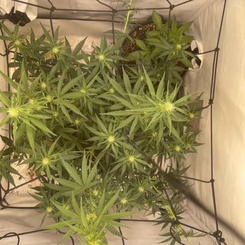 Zookies 🚗 5/26 growlog timeline photo