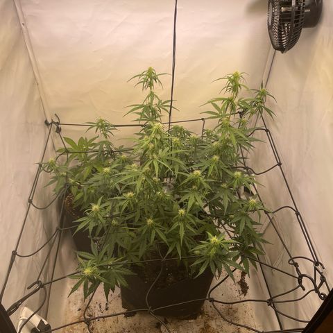 Zookies 🚗 5/26 growlog timeline photo