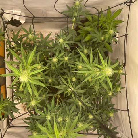 Zookies 🚗 5/26 growlog timeline photo