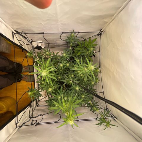 Zookies 🚗 5/26 growlog timeline photo