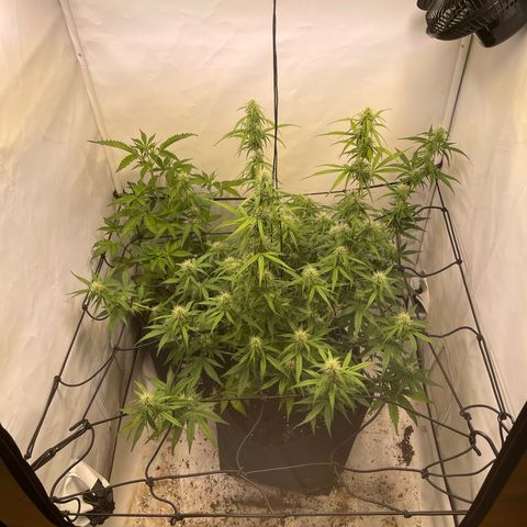 Zookies 🚗 5/26 growlog timeline photo