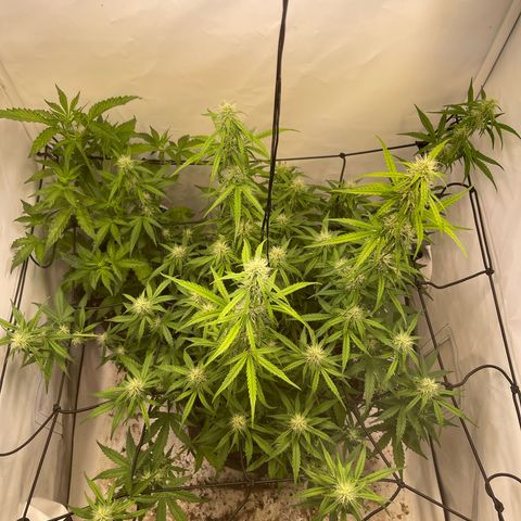 Zookies 🚗 5/26 growlog timeline photo