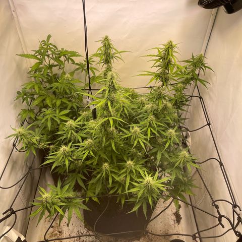 Zookies 🚗 5/26 growlog timeline photo