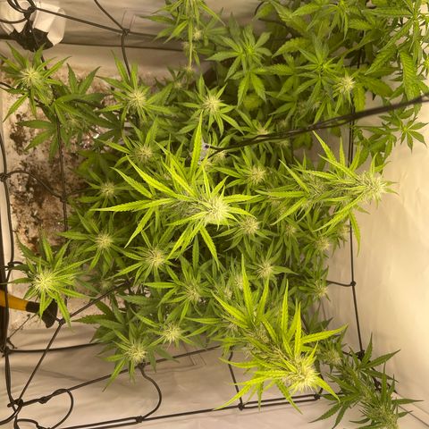Zookies 🚗 5/26 growlog timeline photo