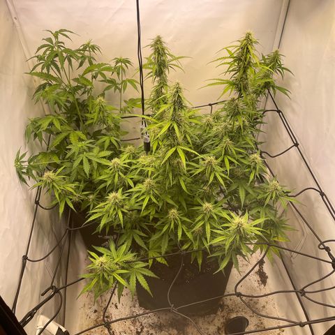 Zookies 🚗 5/26 growlog timeline photo