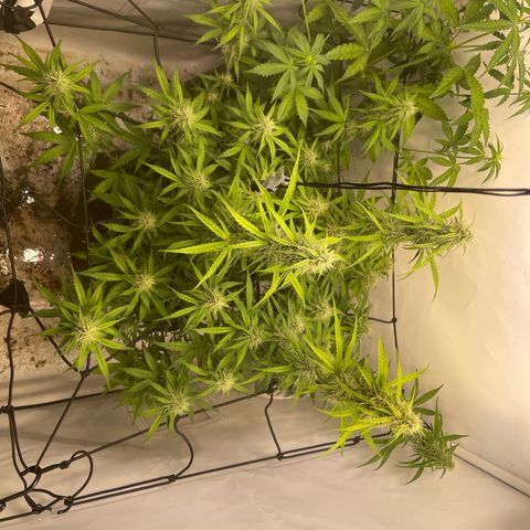 Zookies 🚗 5/26 growlog timeline photo