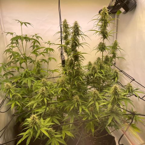 Zookies 🚗 5/26 growlog timeline photo