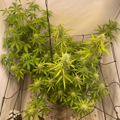 Zookies 🚗 5/26 growlog timeline photo