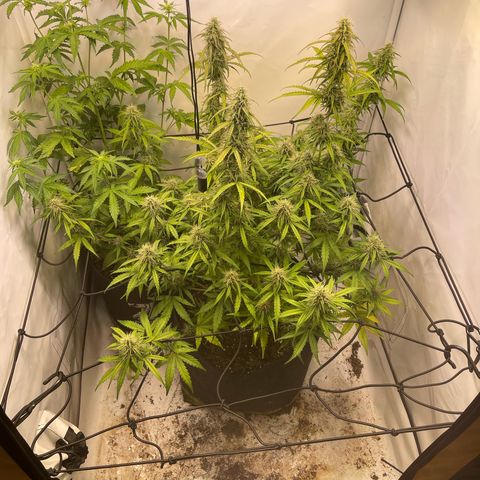 Zookies 🚗 5/26 growlog timeline photo