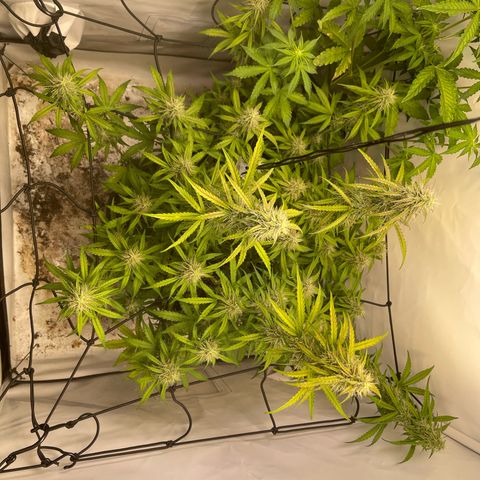 Zookies 🚗 5/26 growlog timeline photo