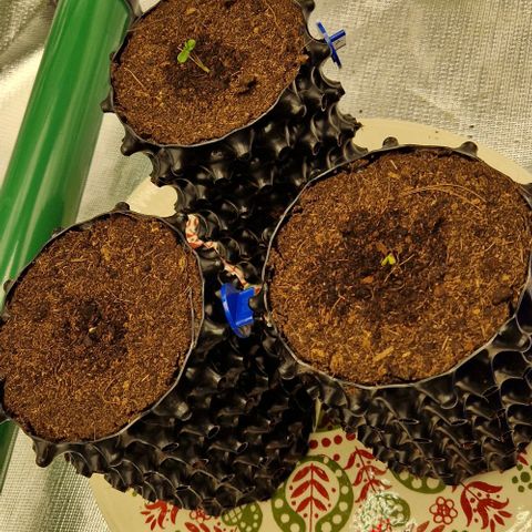 Blue Monkey ExoticSeeds 3x growlog timeline photo