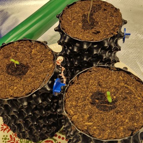 Blue Monkey ExoticSeeds 3x growlog timeline photo