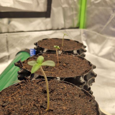 Blue Monkey ExoticSeeds 3x growlog timeline photo