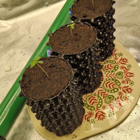 Blue Monkey ExoticSeeds 3x growlog timeline photo