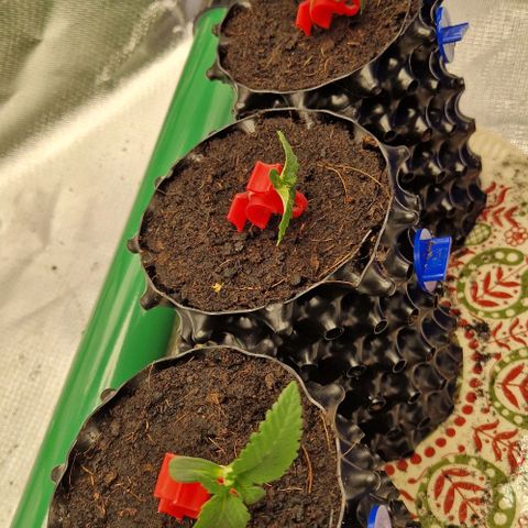 Blue Monkey ExoticSeeds 3x growlog timeline photo