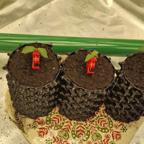 Blue Monkey ExoticSeeds 3x growlog timeline photo