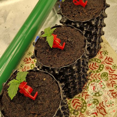 Blue Monkey ExoticSeeds 3x growlog timeline photo