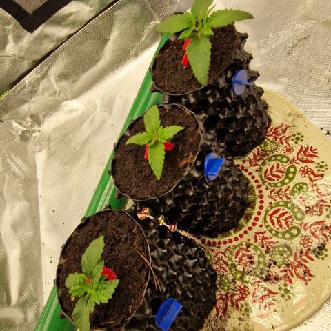 Blue Monkey ExoticSeeds 3x growlog timeline photo