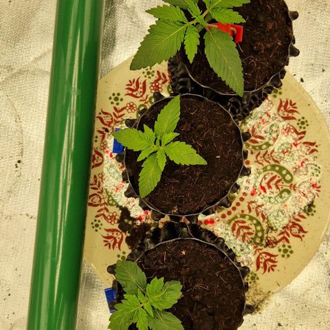 Blue Monkey ExoticSeeds 3x growlog timeline photo